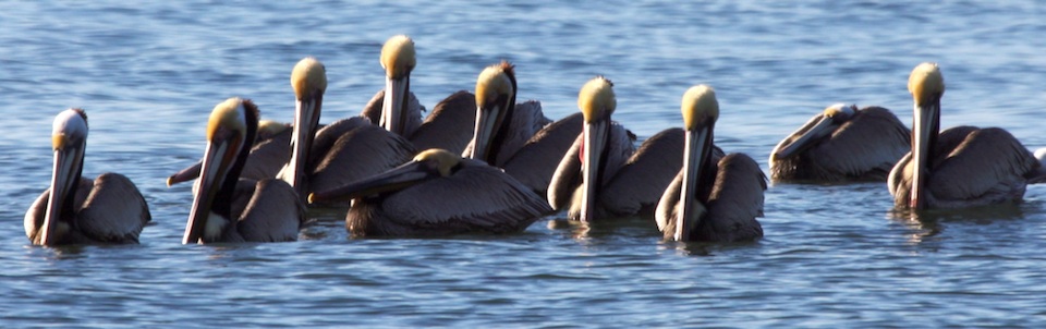 Brown Pelicans